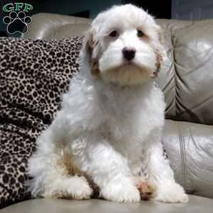 Teddy, Cockapoo Puppy